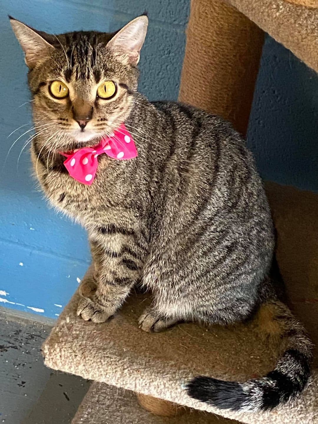 Miss Kitty