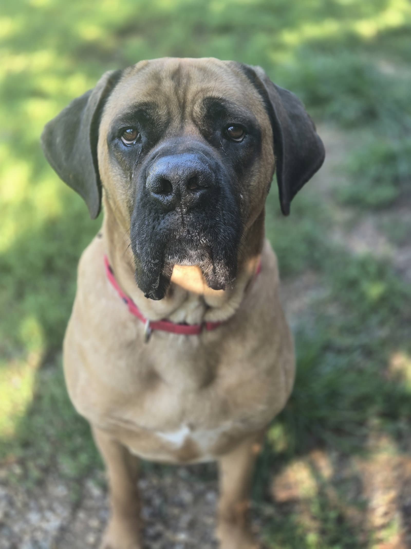 Duke