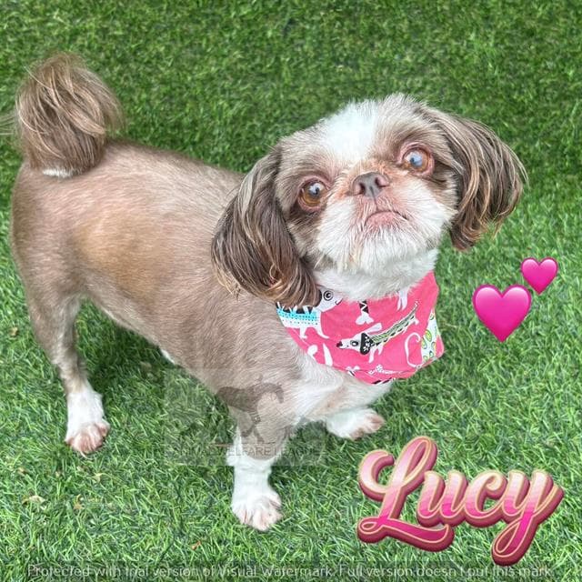 Lucy