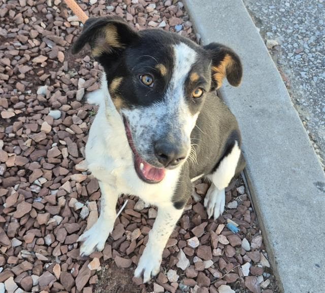 Baylee