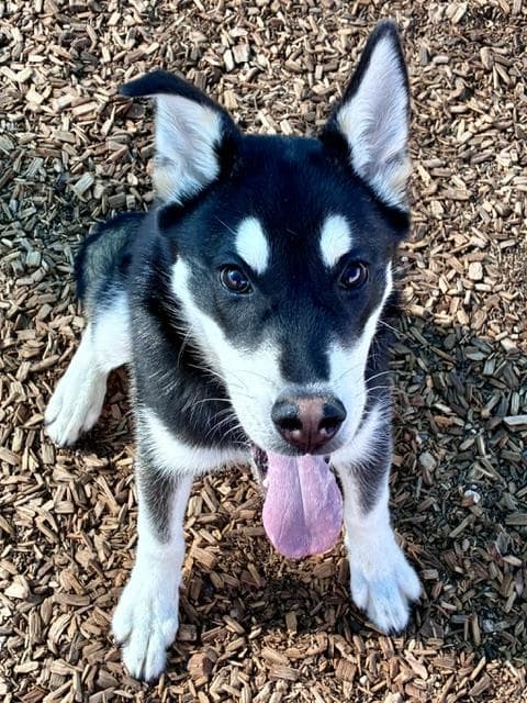 Jax