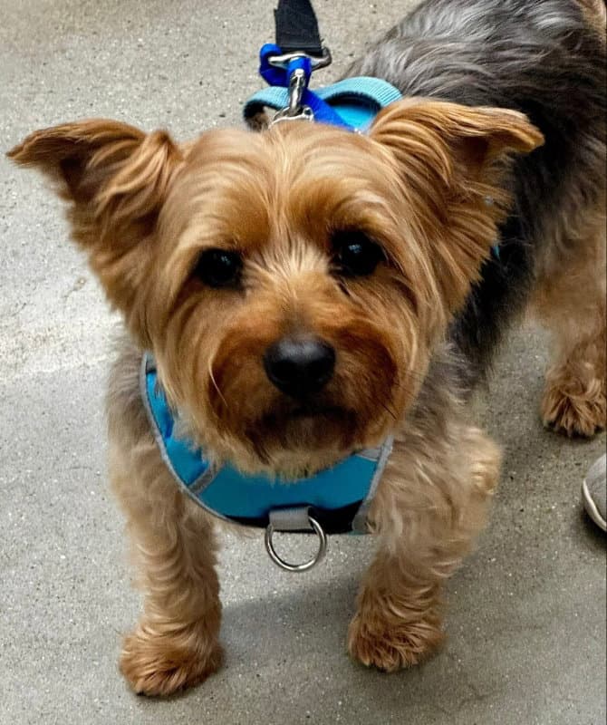 Sam * Adopt*
