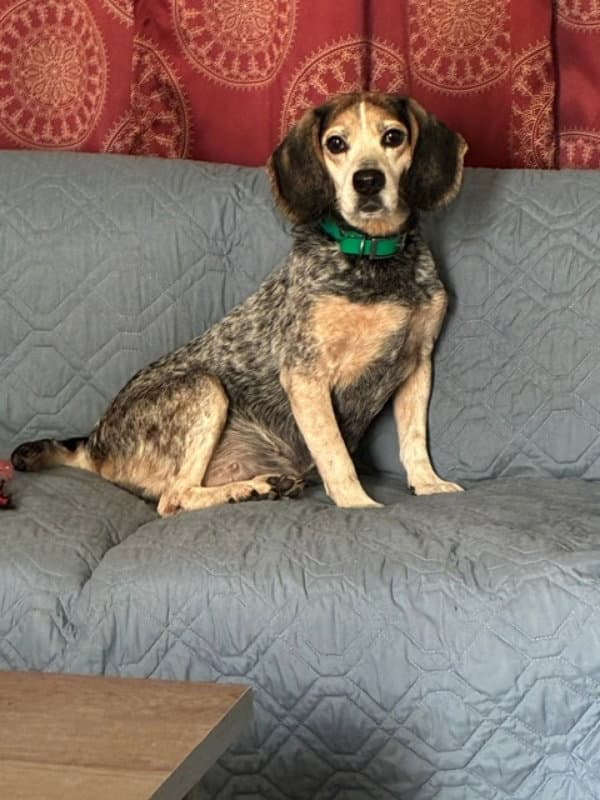 Blu Girl *Adopt*