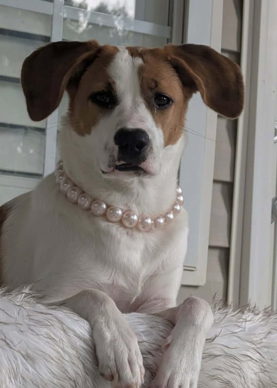 Tinsel *Adopt or Foster*