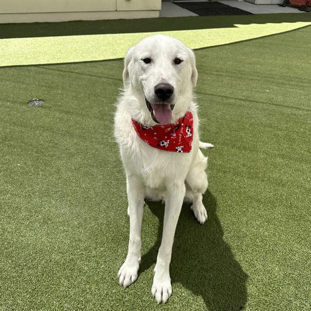 Duke