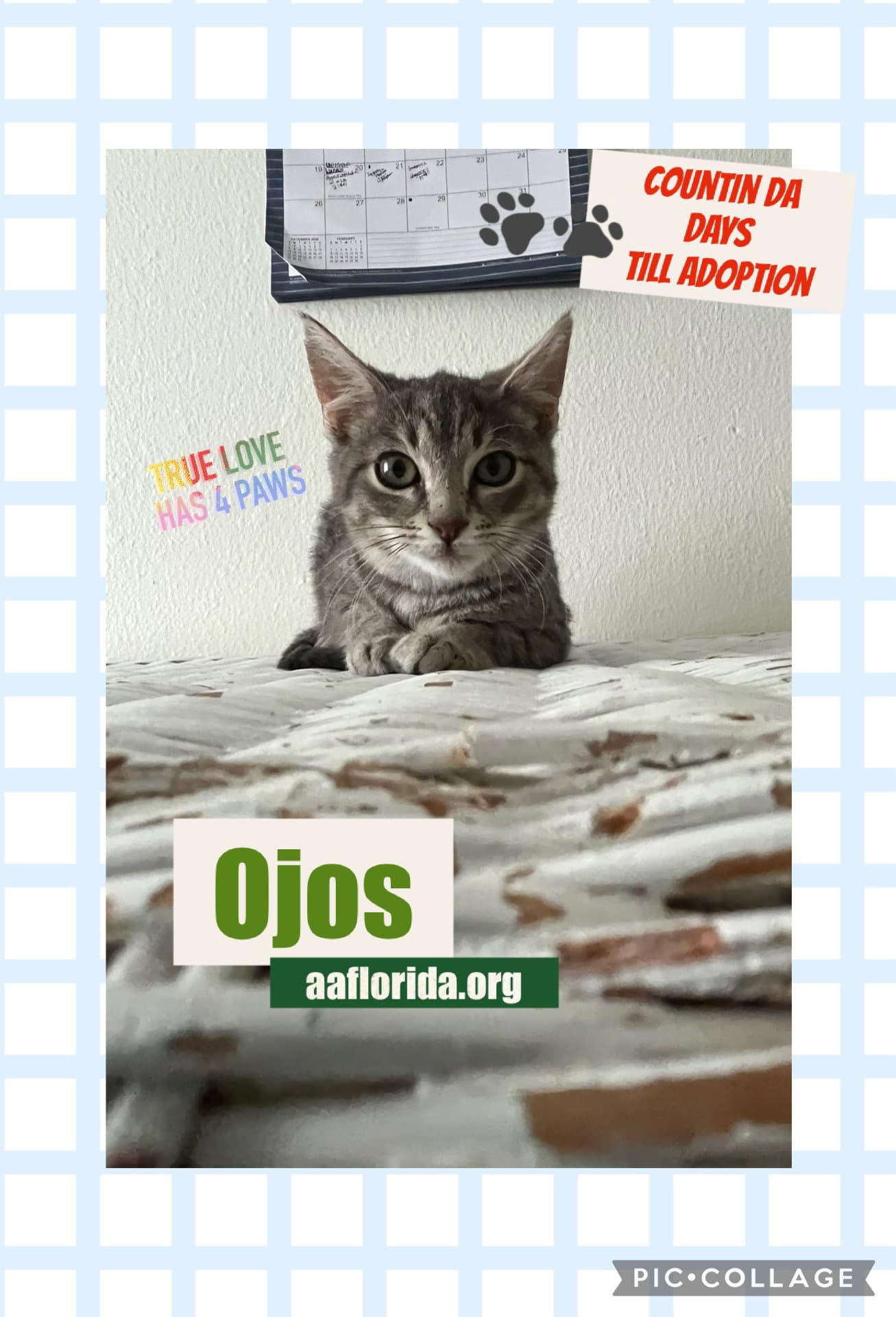 Ojos