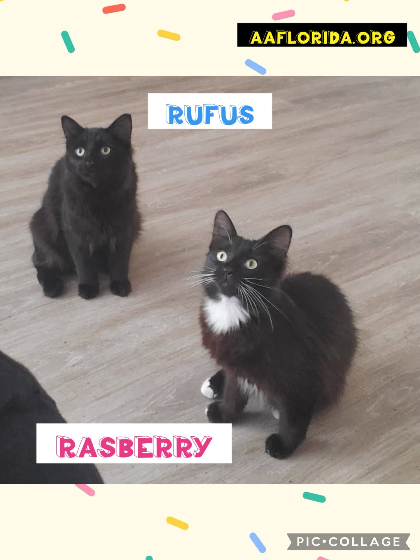 Rufus & Rasberry