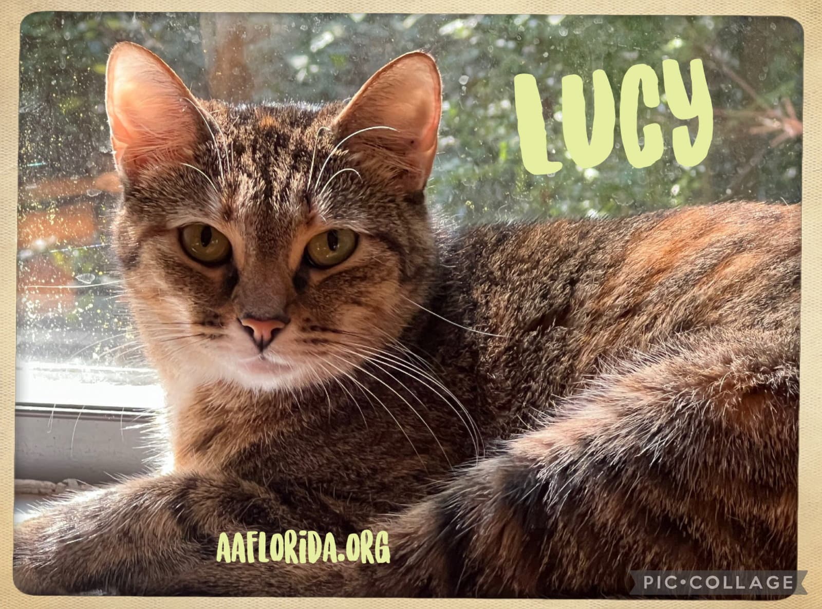 Lucy