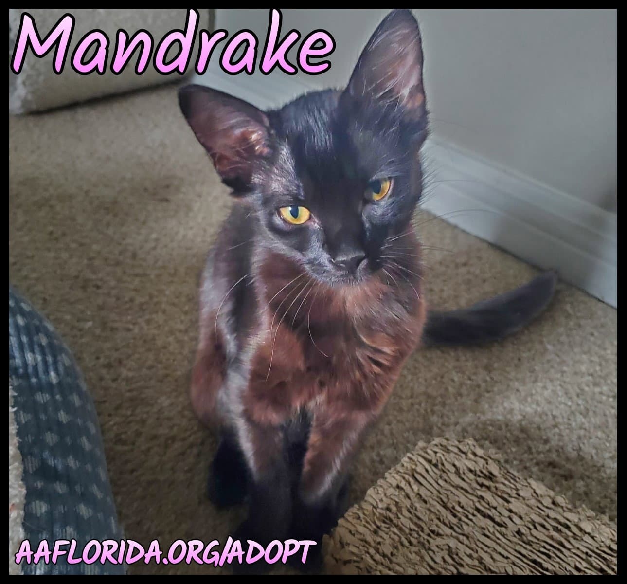 Mandrake