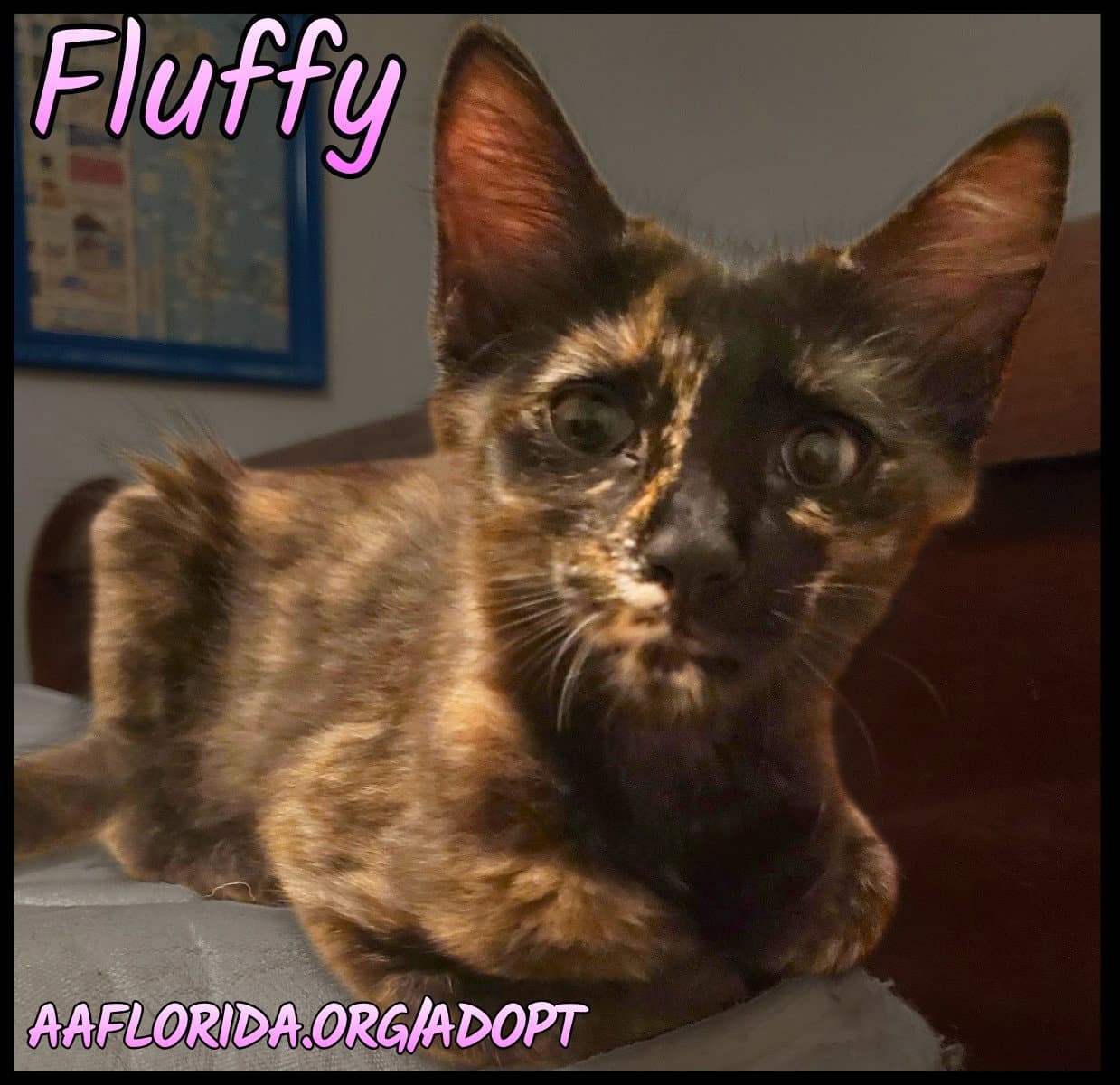 Fluffy
