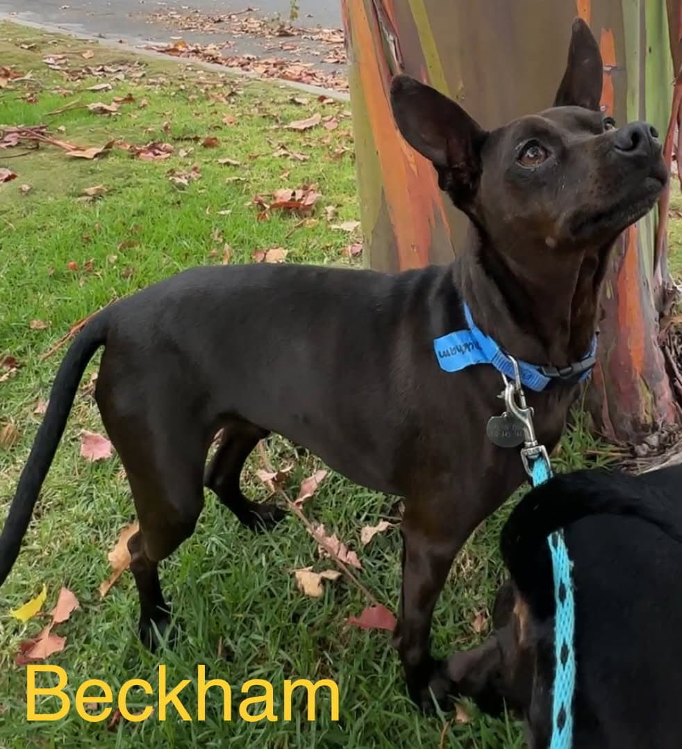 Beckham and Cooper