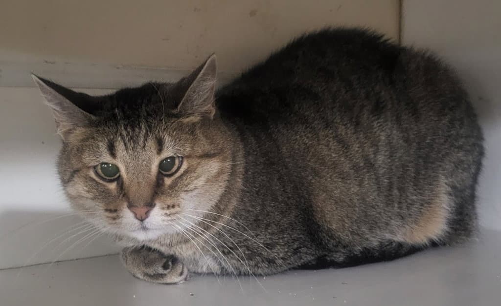 Kitty (Front Declawed)