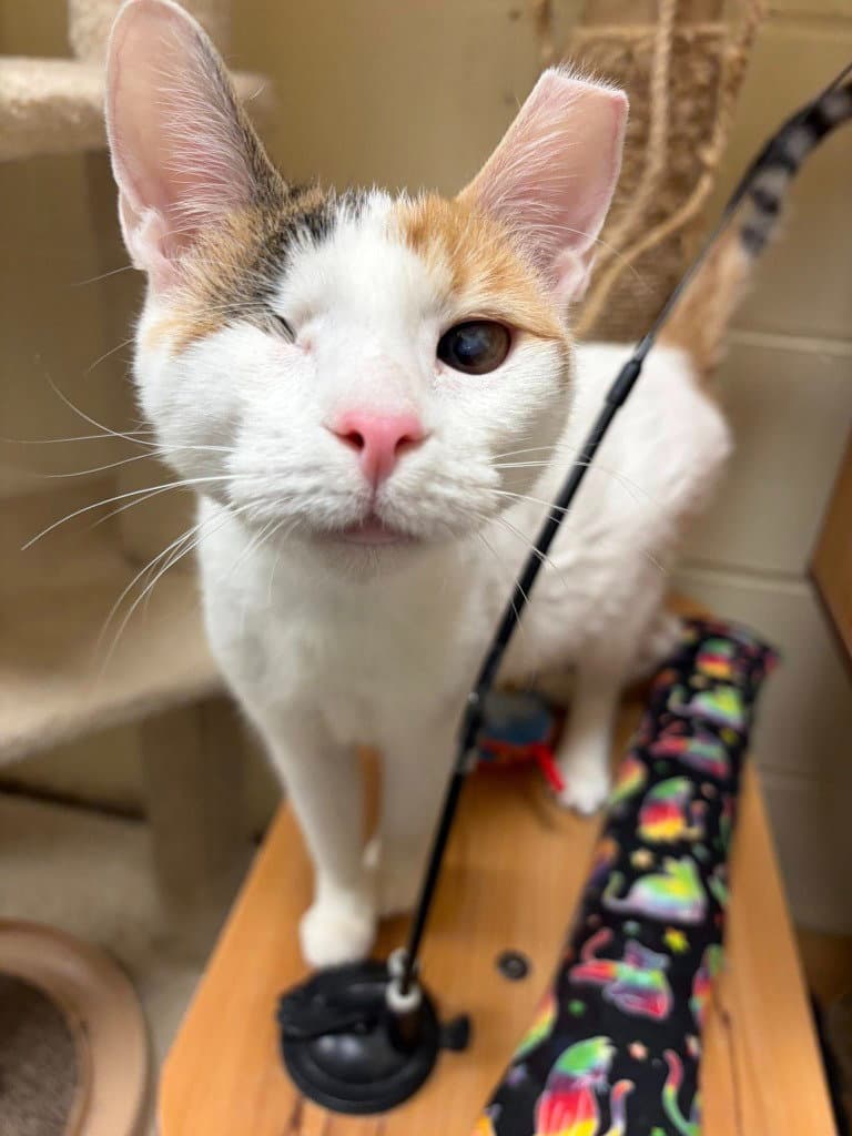 Twinkle (Bonded with Sparkle)