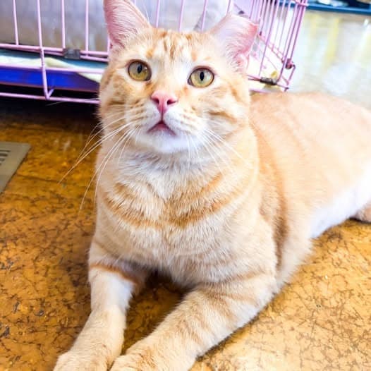 Marmalade