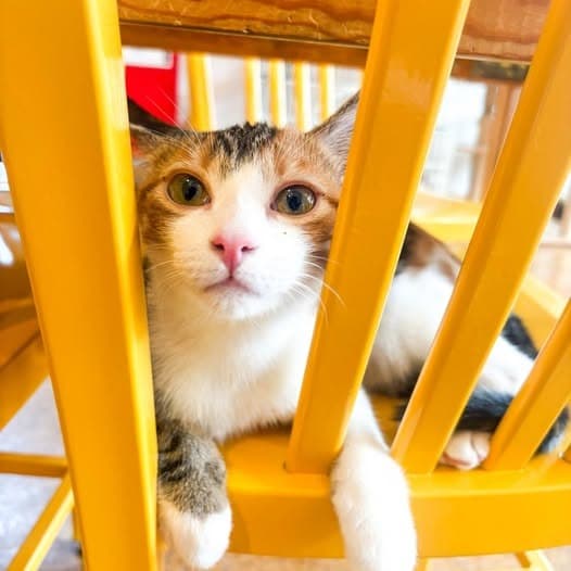 Sunshine (Bonded with Tammi)