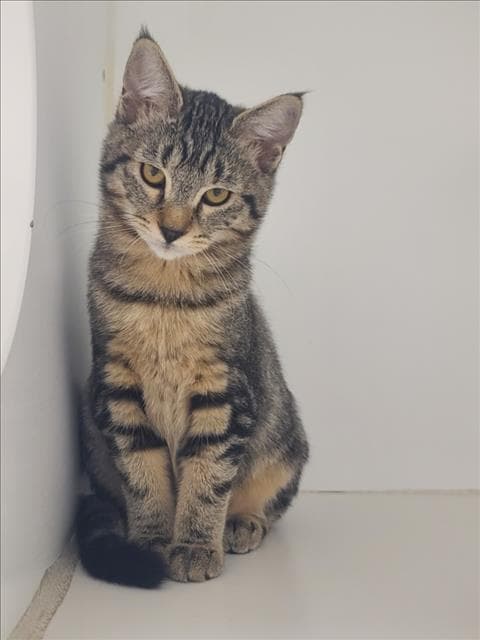 Pepper
