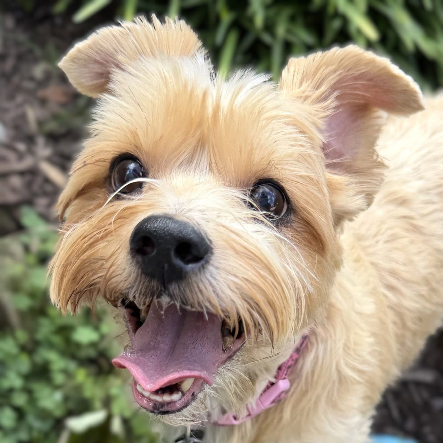 Lucy