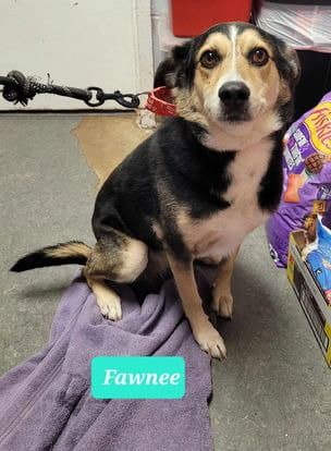 Fawnee