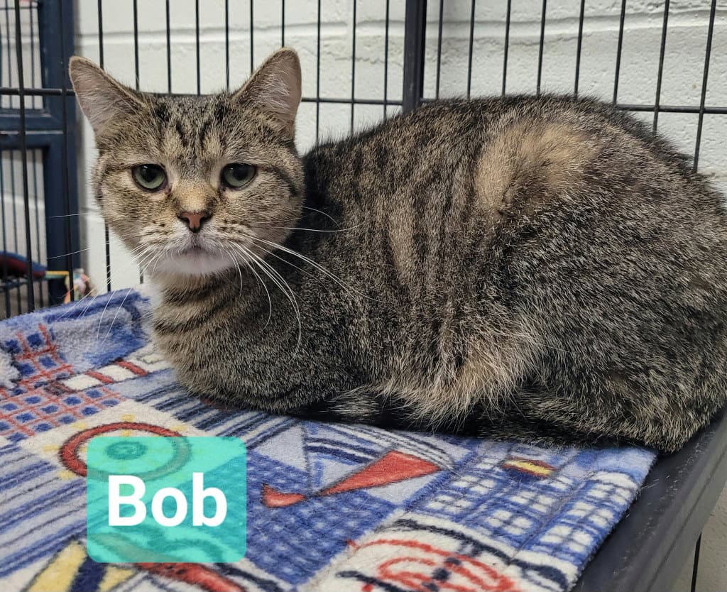 Bob