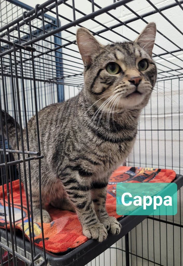 Cappa