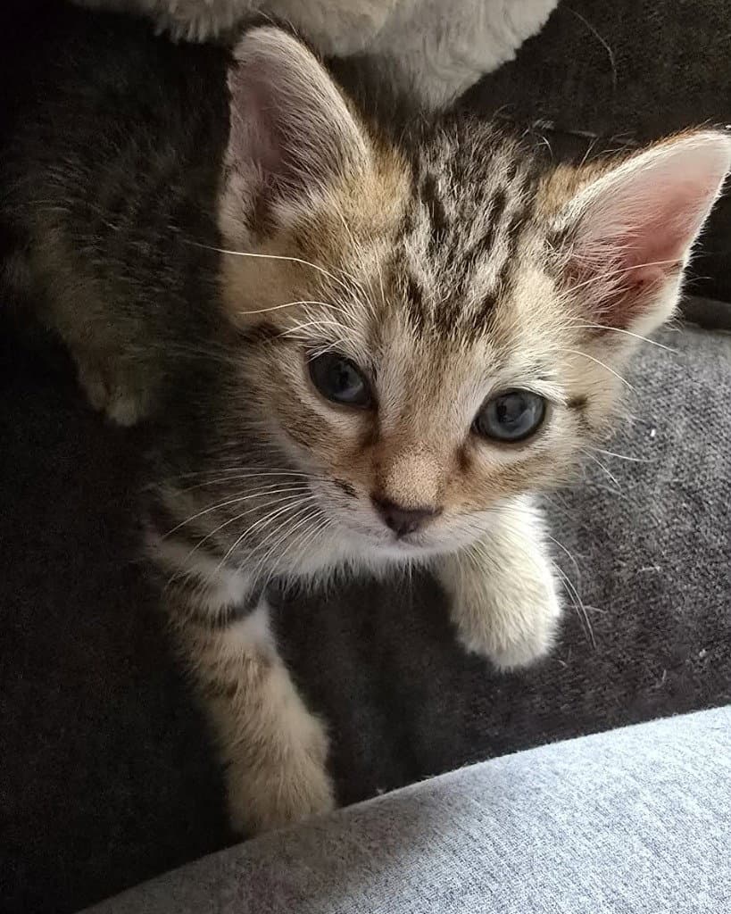 Carl