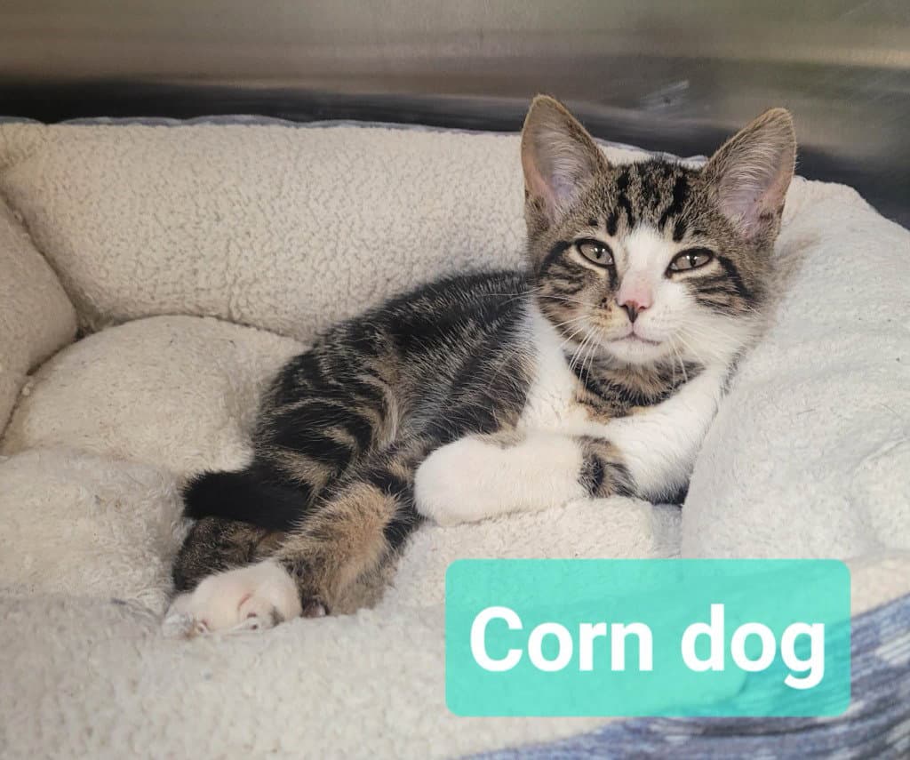 Corn dog
