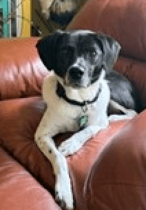 Winnie Urgently needs foster or adopter