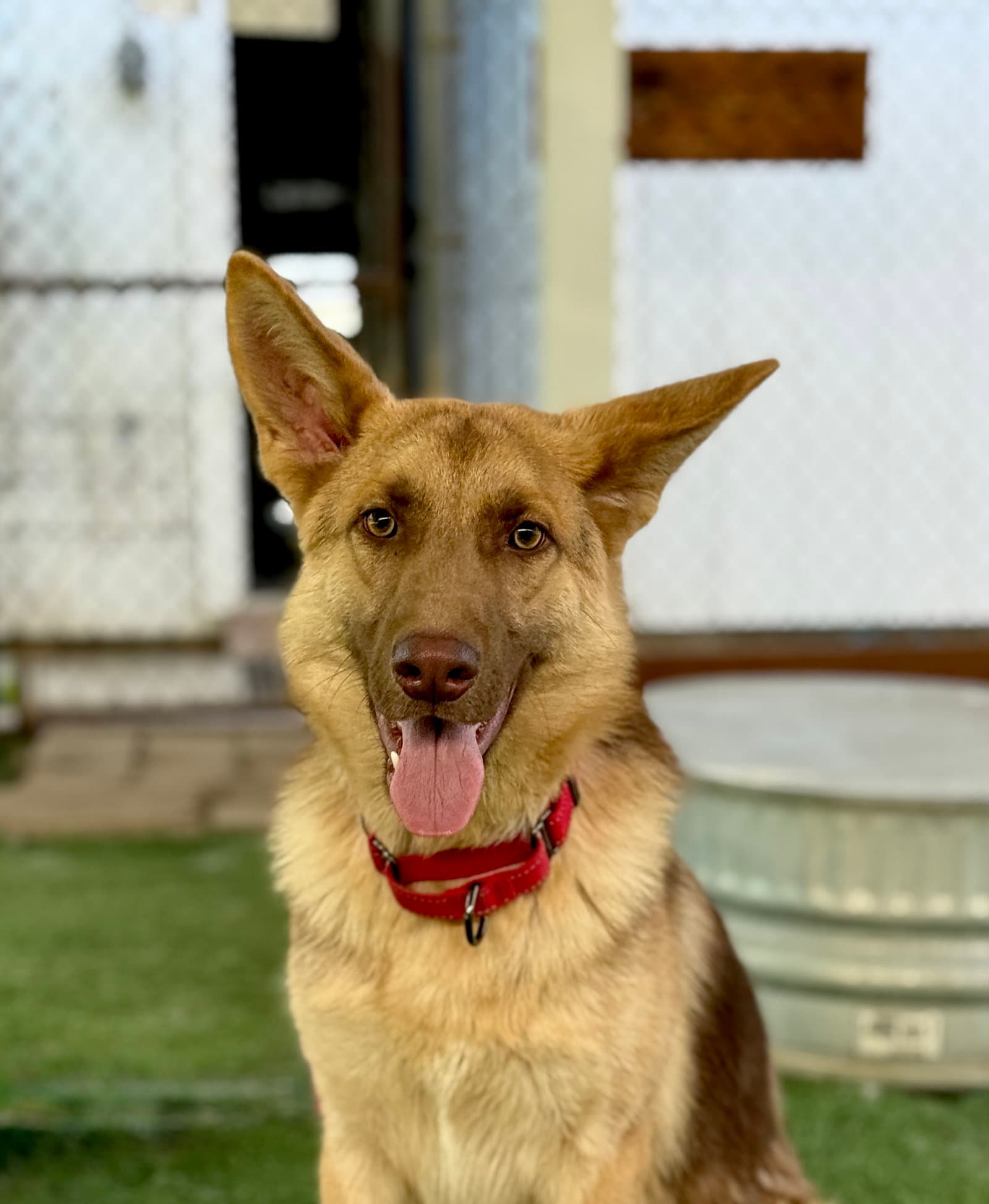 Rolo