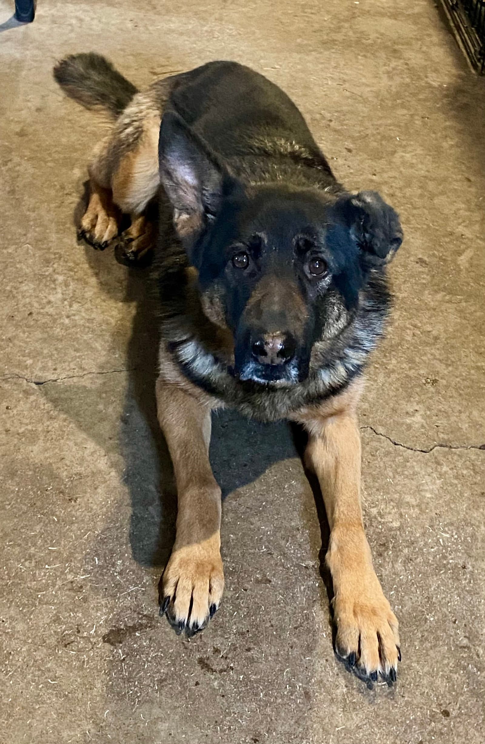 Koda