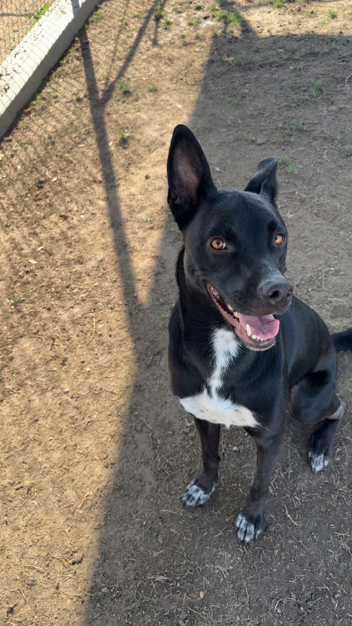 Milo