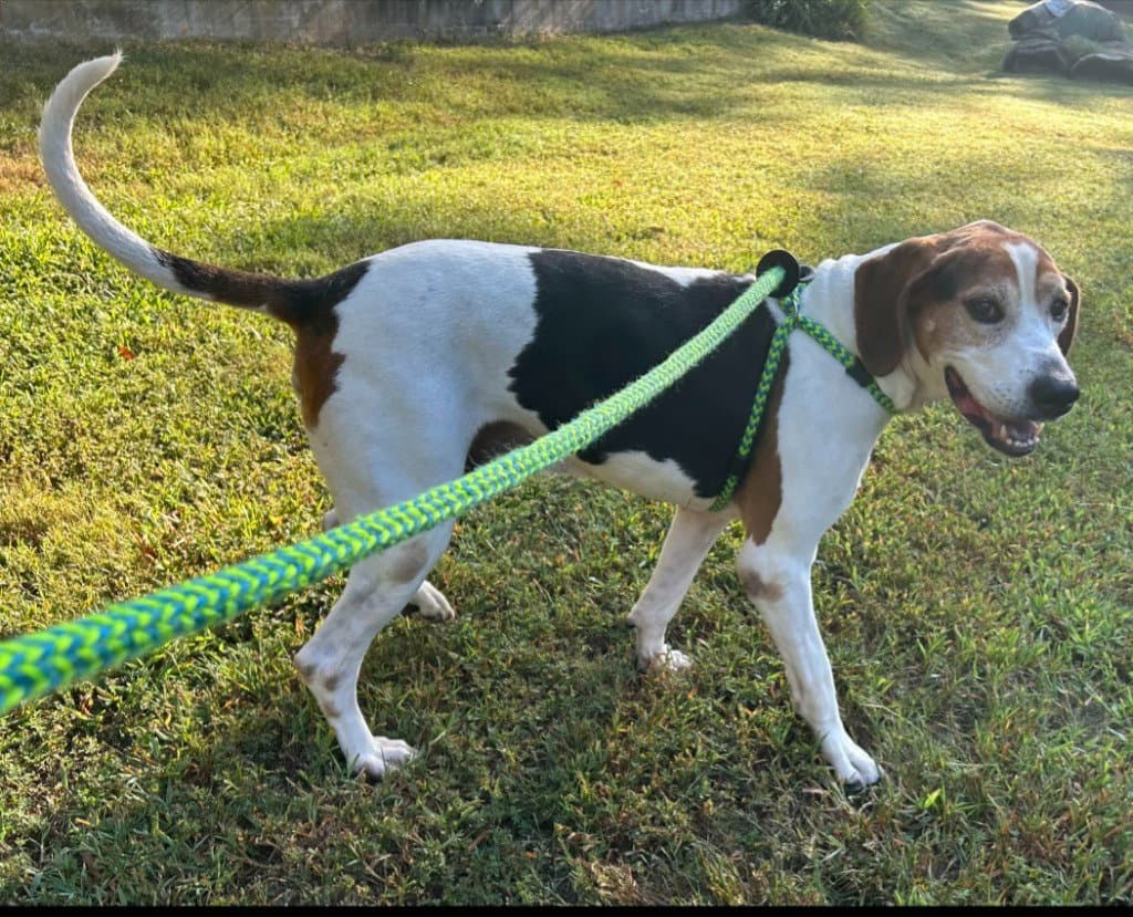 Archie