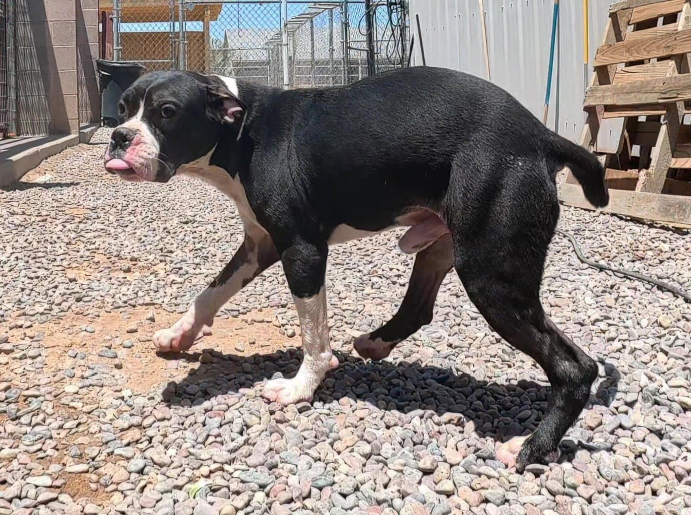 5 male pitty mix young dogs and dad