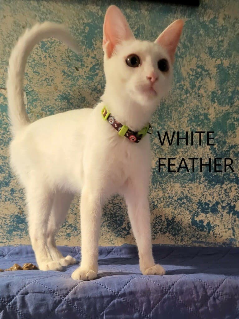 White Feather