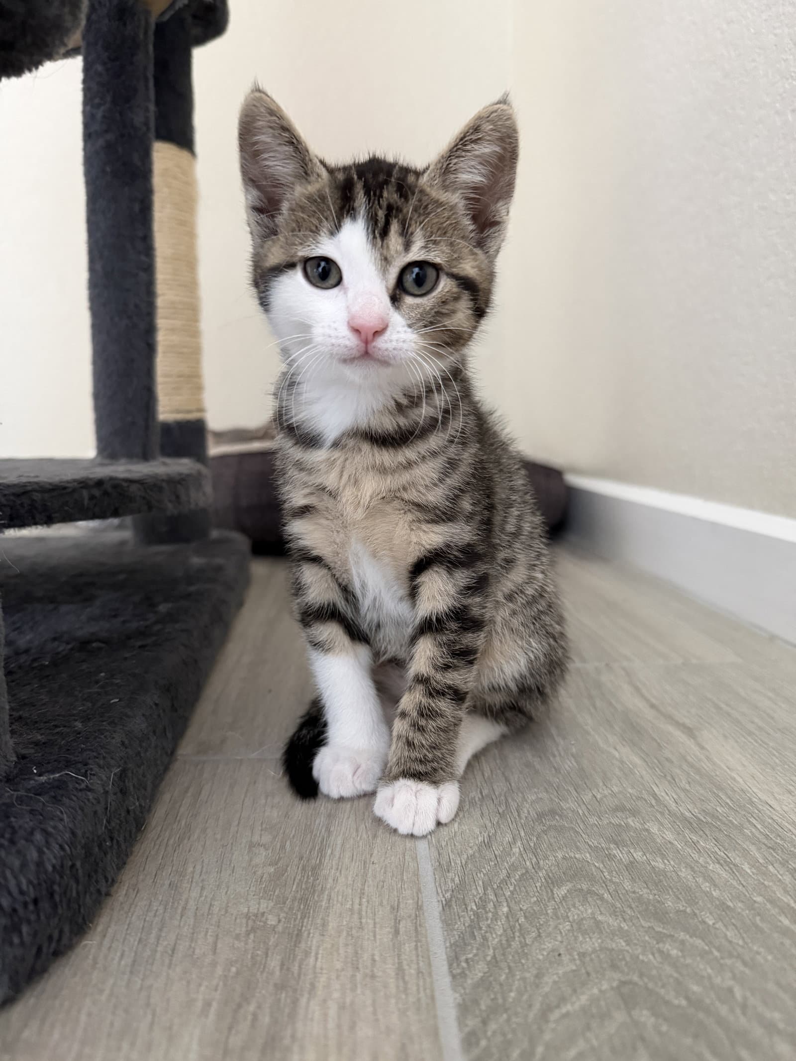 Little Mac
