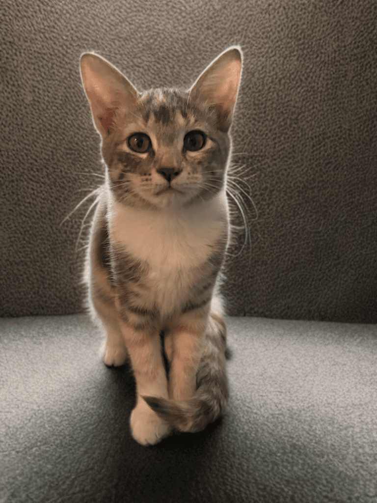 Frankie