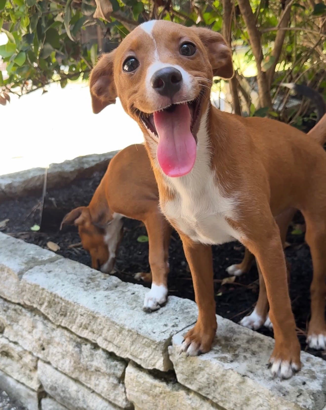 Greta