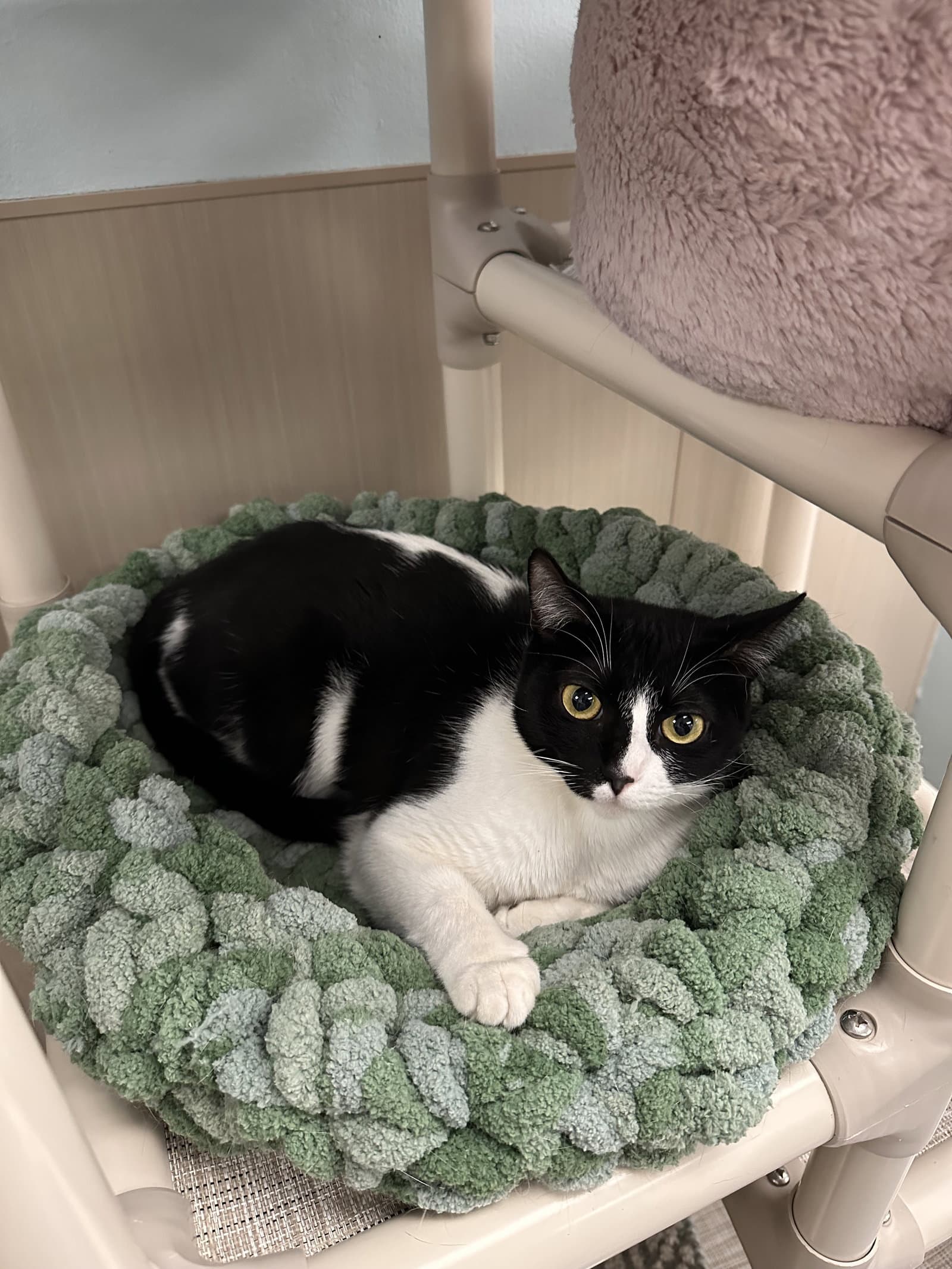 Oreo