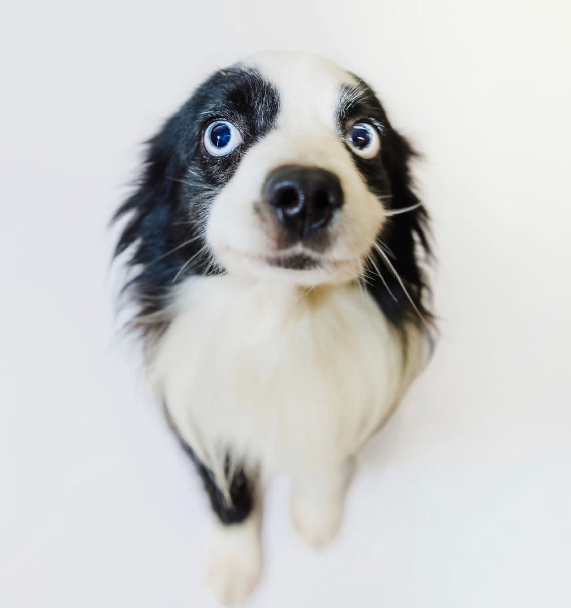 Milo