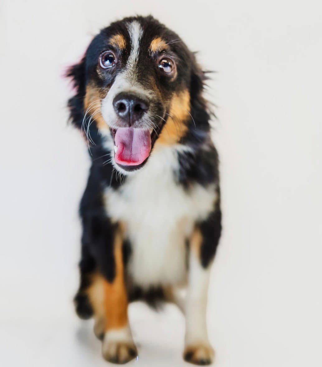 Gus