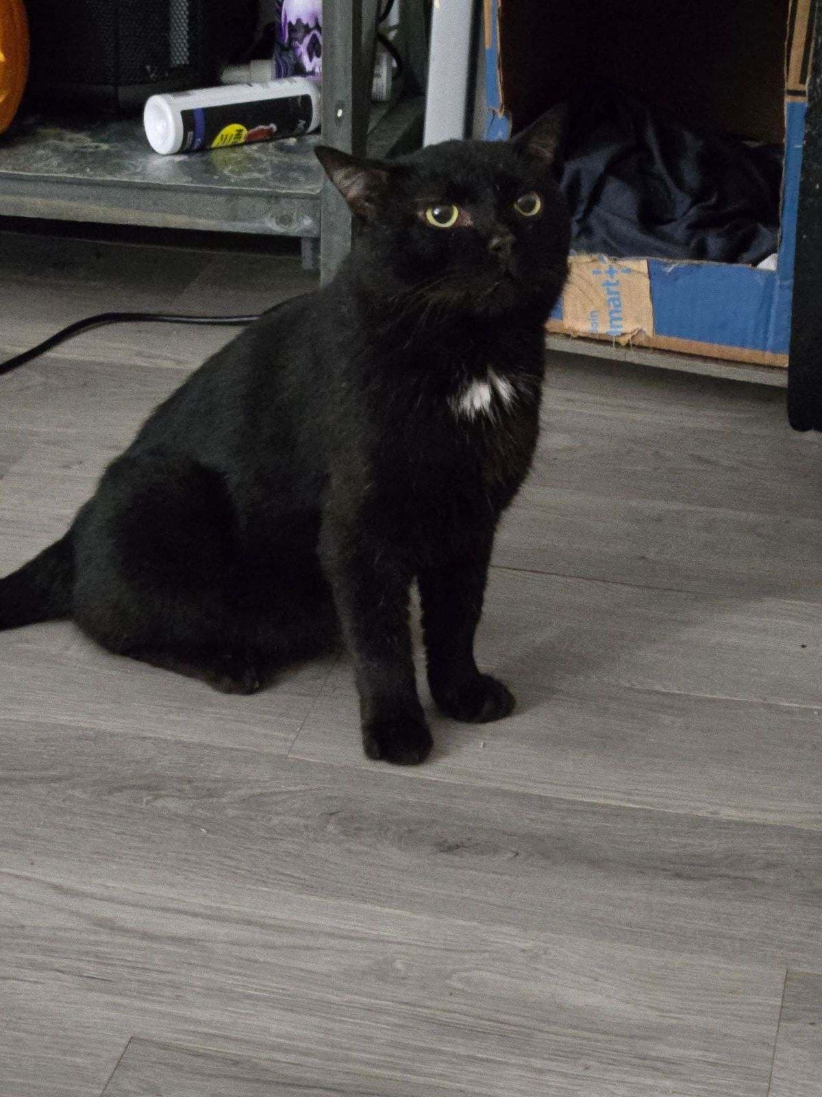 Midnight aka Buster (nd)