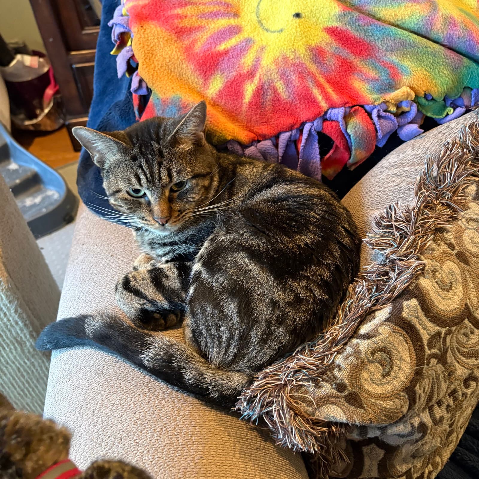 Simon