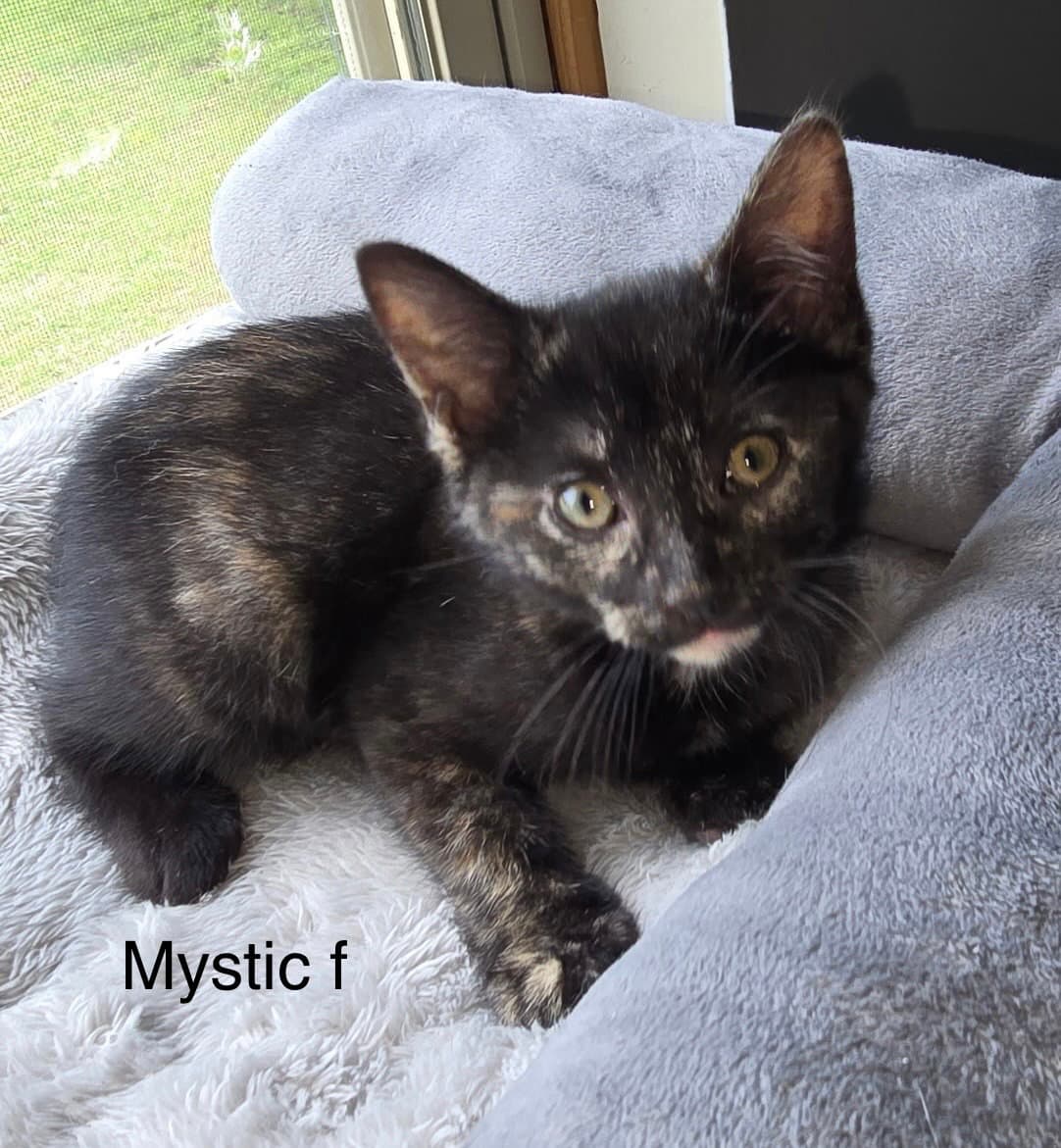 Mystique ( kf)