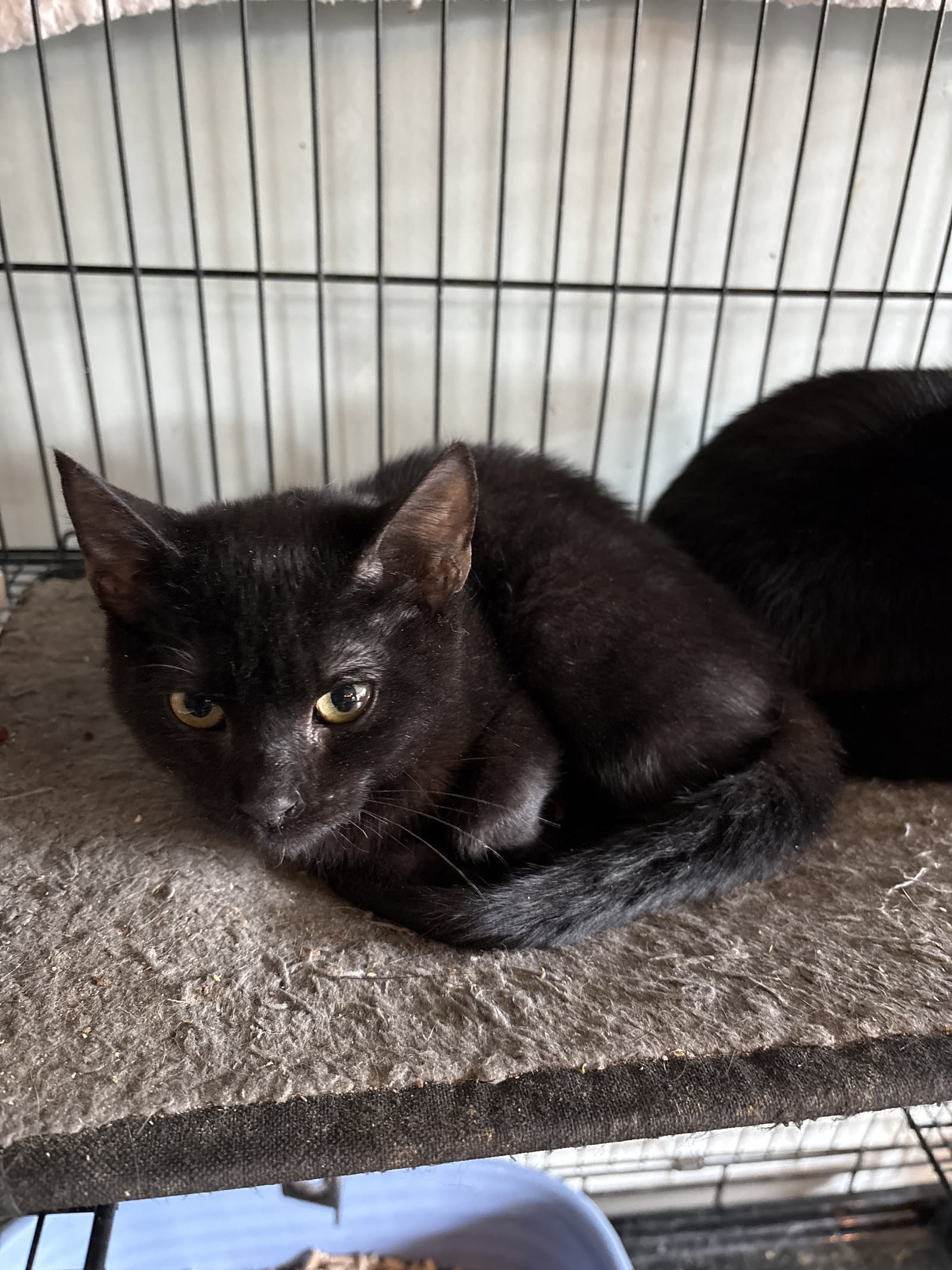 Elvira (nd)
