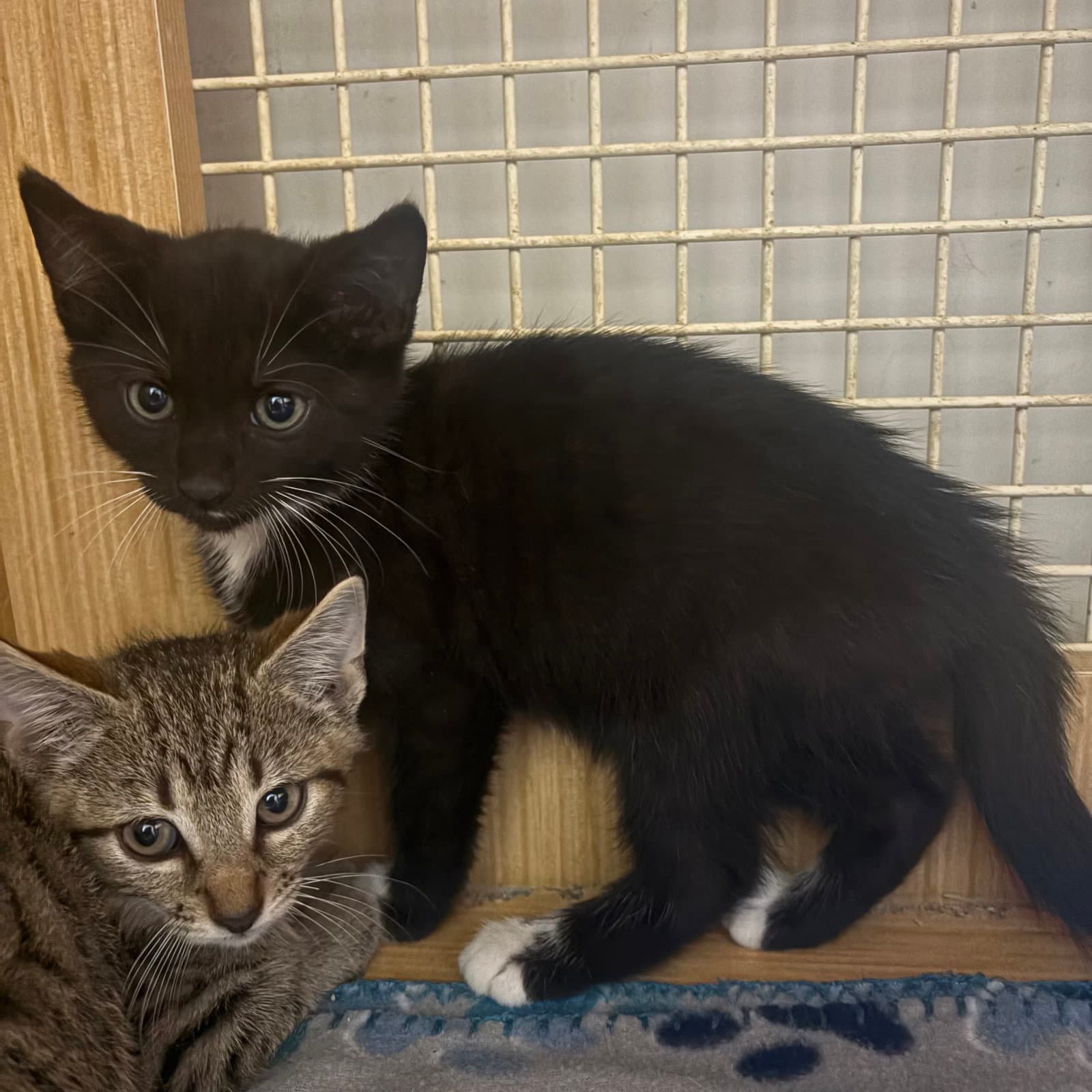 Back & white kitten