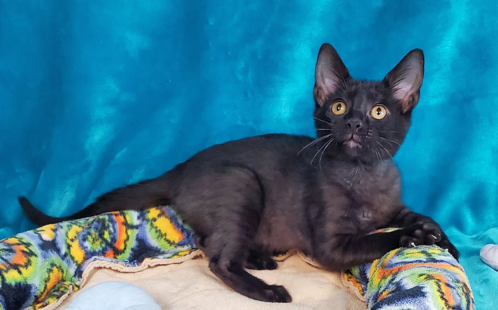 Toothless