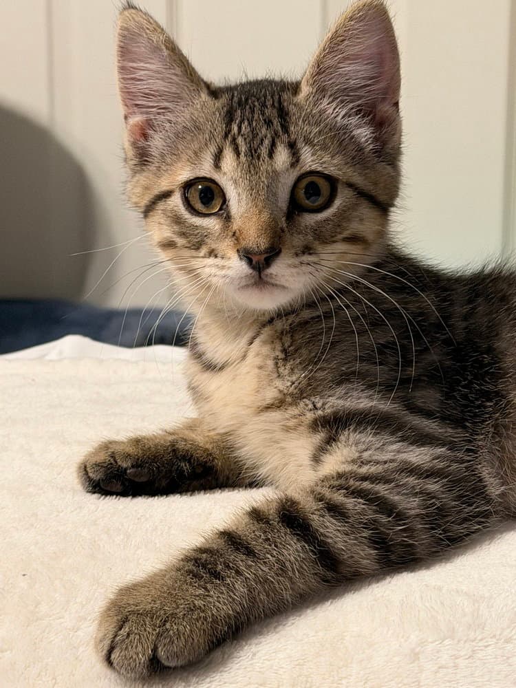Leo