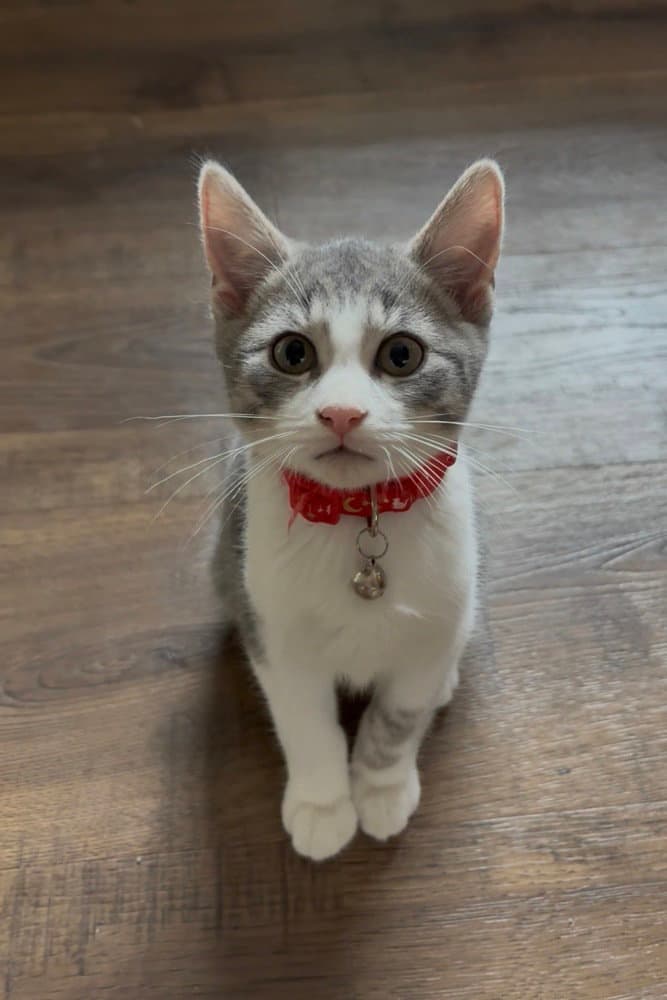 Flynn