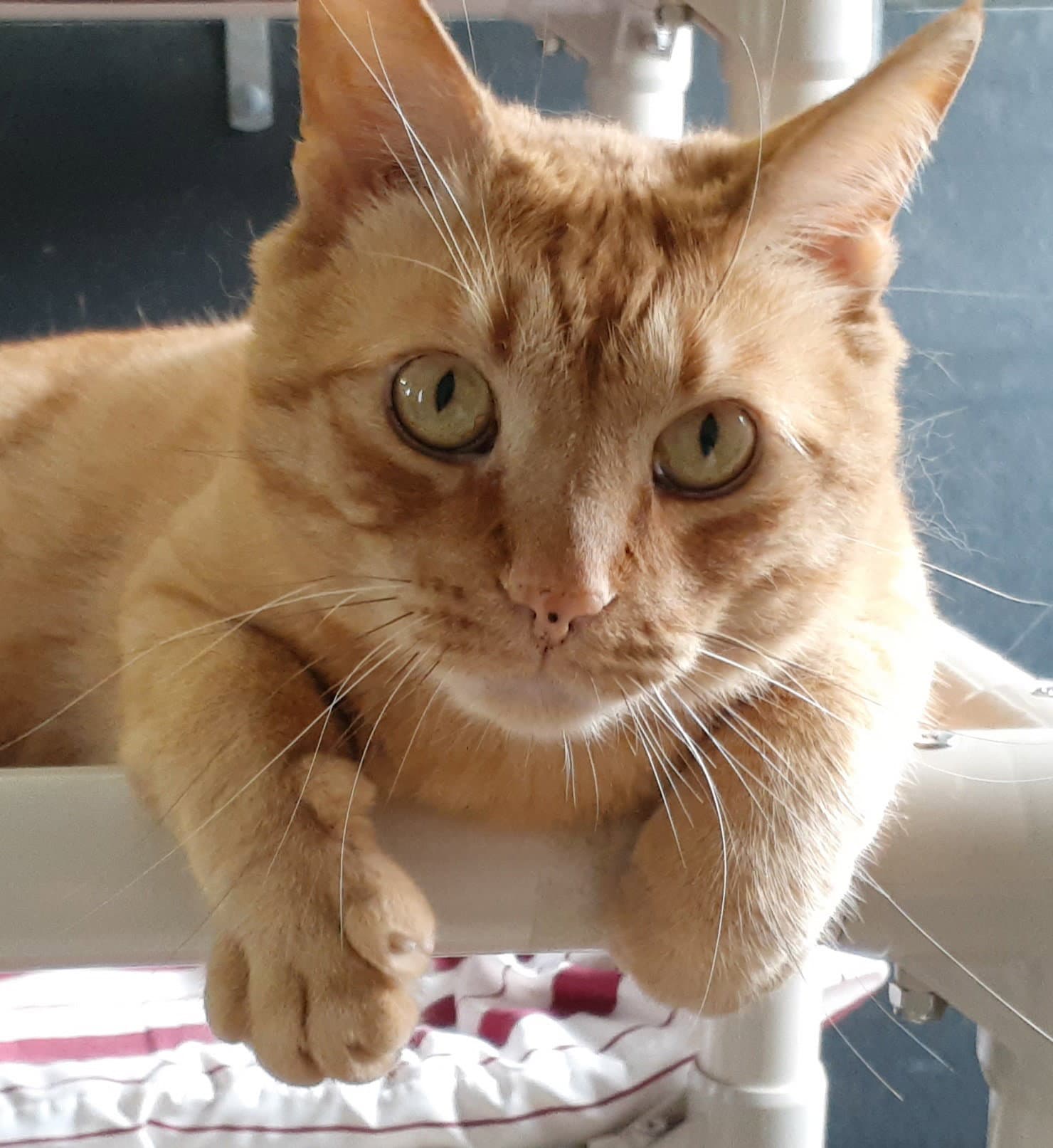 Oliver