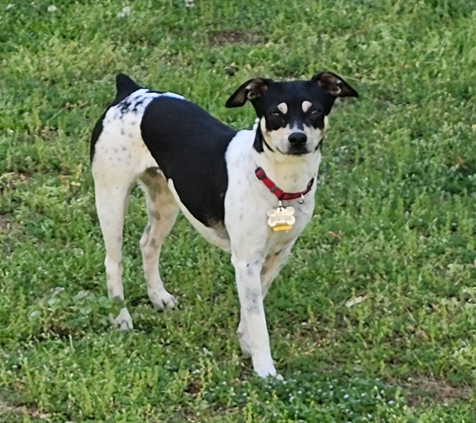 Zuni (GA)