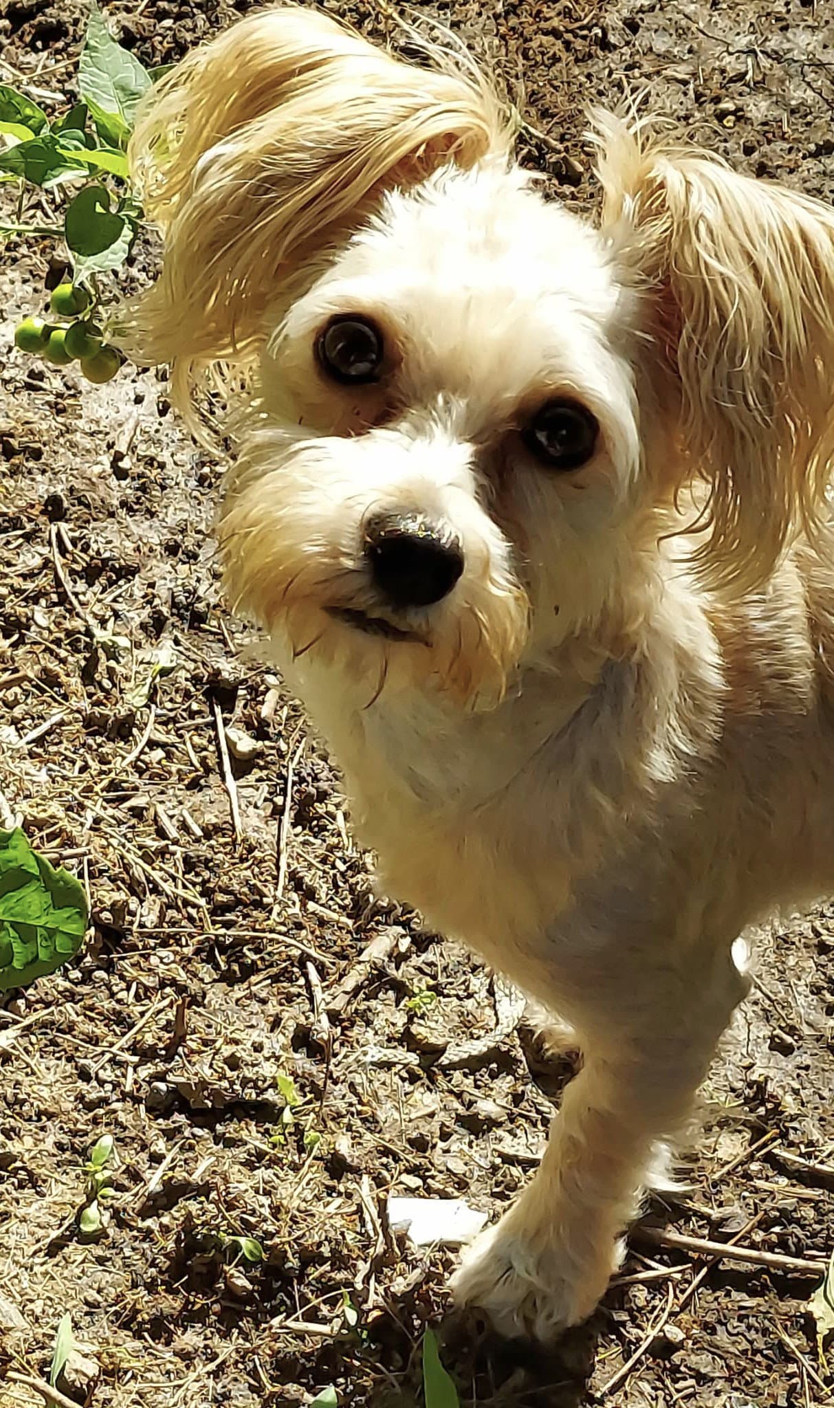Teddy